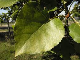 Attēlu rezultāti vaicājumam “Populus laurifolia”