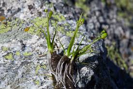 Attēlu rezultāti vaicājumam “Subularia aquatica”