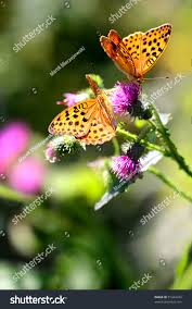 Attēlu rezultāti vaicājumam “Argynnis laodice underside”