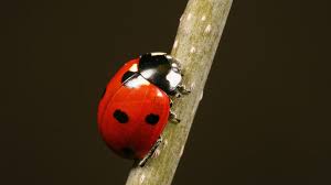 Attēlu rezultāti vaicājumam “Coccinella septempunctata imago”