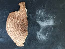 Attēlu rezultāti vaicājumam “Cribraria macrocarpa young”