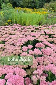 Attēlu rezultāti vaicājumam “Hylotelephium telephium”