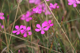 Attēlu rezultāti vaicājumam “Dianthus deltoides flower”