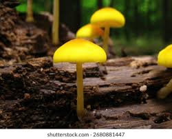 Attēlu rezultāti vaicājumam “Pluteus leoninus”