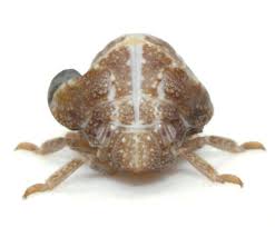 Attēlu rezultāti vaicājumam “Comatricha alta stalked”