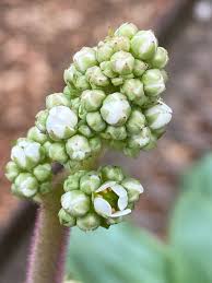 Attēlu rezultāti vaicājumam “Cribraria oregana macro”