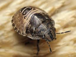 Attēlu rezultāti vaicājumam “Eurygaster testudinaria”