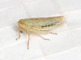 Attēlu rezultāti vaicājumam “Rhopalus maculatus imago”