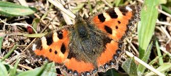 Attēlu rezultāti vaicājumam “Aglais urticae underside”