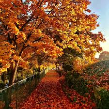 Image result for $$fall_akte__ort$$