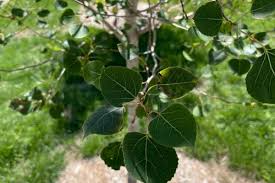 Attēlu rezultāti vaicājumam “Populus x petrowskyana leaf”