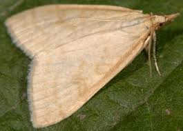 Attēlu rezultāti vaicājumam “Udea lutealis”