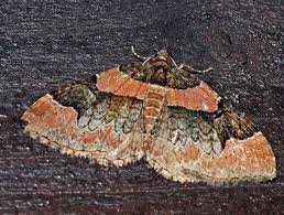 Attēlu rezultāti vaicājumam “Catarhoe rubidata”