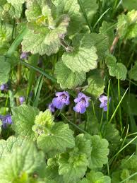 Attēlu rezultāti vaicājumam “Glechoma hederacea flower”