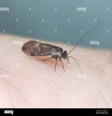 Attēlu rezultāti vaicājumam “Metylophorus nebulosus”