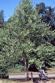 Attēlu rezultāti vaicājumam “Betula humilis”