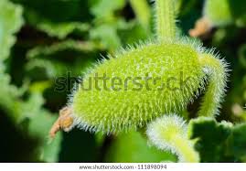 Attēlu rezultāti vaicājumam “Echinocystis lobata”