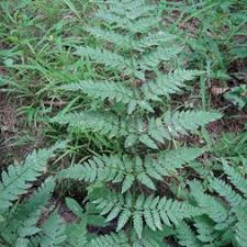 Attēlu rezultāti vaicājumam “Dryopteris carthusiana”