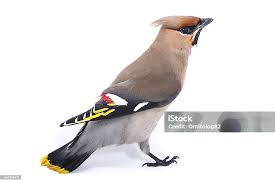 Attēlu rezultāti vaicājumam “Bombycilla garrulus”