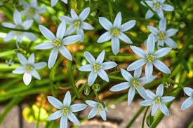 Attēlu rezultāti vaicājumam “Ornithogalum umbellatum flower”