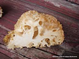 Attēlu rezultāti vaicājumam “Sparassis crispa”