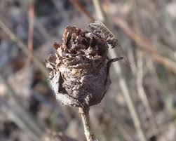 Attēlu rezultāti vaicājumam “Rhabdophaga rosaria”