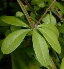 Attēlu rezultāti vaicājumam “Galium triflorum leaf”