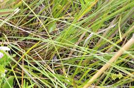 Attēlu rezultāti vaicājumam “Sparganium minimum leaf”