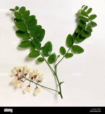 Attēlu rezultāti vaicājumam “Robinia pseudoacacia flower”