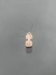 Attēlu rezultāti vaicājumam “Agonopterix alstromeriana”