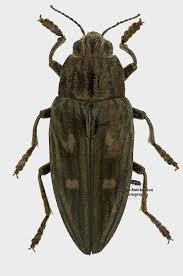 Attēlu rezultāti vaicājumam “Chalcophora mariana”