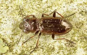 Attēlu rezultāti vaicājumam “Notiophilus germinyi”