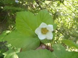 Attēlu rezultāti vaicājumam “Rubus parviflorus leaf”