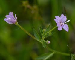 Attēlu rezultāti vaicājumam “Epilobium”