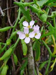 Attēlu rezultāti vaicājumam “Cakile maritima subsp. baltica flower”