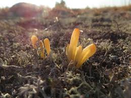 Attēlu rezultāti vaicājumam “Clavaria argillacea”