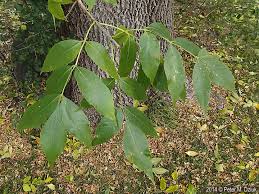 Attēlu rezultāti vaicājumam “Fraxinus pennsylvanica leaf”
