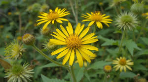 Attēlu rezultāti vaicājumam “Inula britannica leaf”