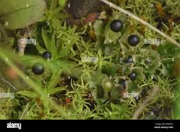 Attēlu rezultāti vaicājumam “Fossombronia wondraczekii sporophyte”