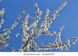 Attēlu rezultāti vaicājumam “Prunus cerasifera var. divaricata”