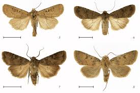 Attēlu rezultāti vaicājumam “Noctuidae”
