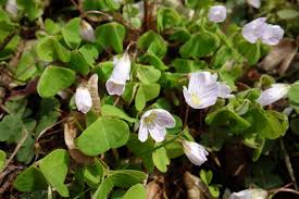 Attēlu rezultāti vaicājumam “Oxalis acetosella”