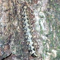 Attēlu rezultāti vaicājumam “Griposia aprilina”