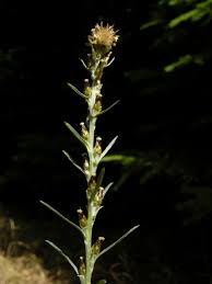 Attēlu rezultāti vaicājumam “Gnaphalium sylvaticum flower”