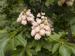 Attēlu rezultāti vaicājumam “Aesculus hippocastanum”