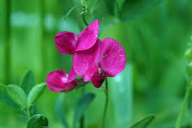 Attēlu rezultāti vaicājumam “Lathyrus tuberosus”