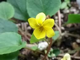 Attēlu rezultāti vaicājumam “Viola epipsila leaf”