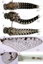 Attēlu rezultāti vaicājumam “Siphlonurus”