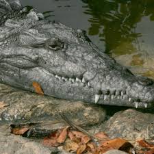 Image result for Crocodylus acutus