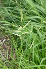 Attēlu rezultāti vaicājumam “Brachypodium pinnatum”